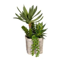 Deko-Pflanze Sukkulentenarrangement In Grün