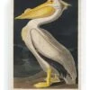 Leinwanddruck "Pelican Paint" - (B)40 X (H)60 Cm 2 Leinwanddruck "Pelican Paint" - (B)40 X (H)60 Cm -Allgemeiner Haushaltswarenladen really nice things leinwanddruck pelican paint b 40 x h 60 cm