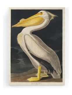 Leinwanddruck "Pelican Paint" - (B)40 X (H)60 Cm