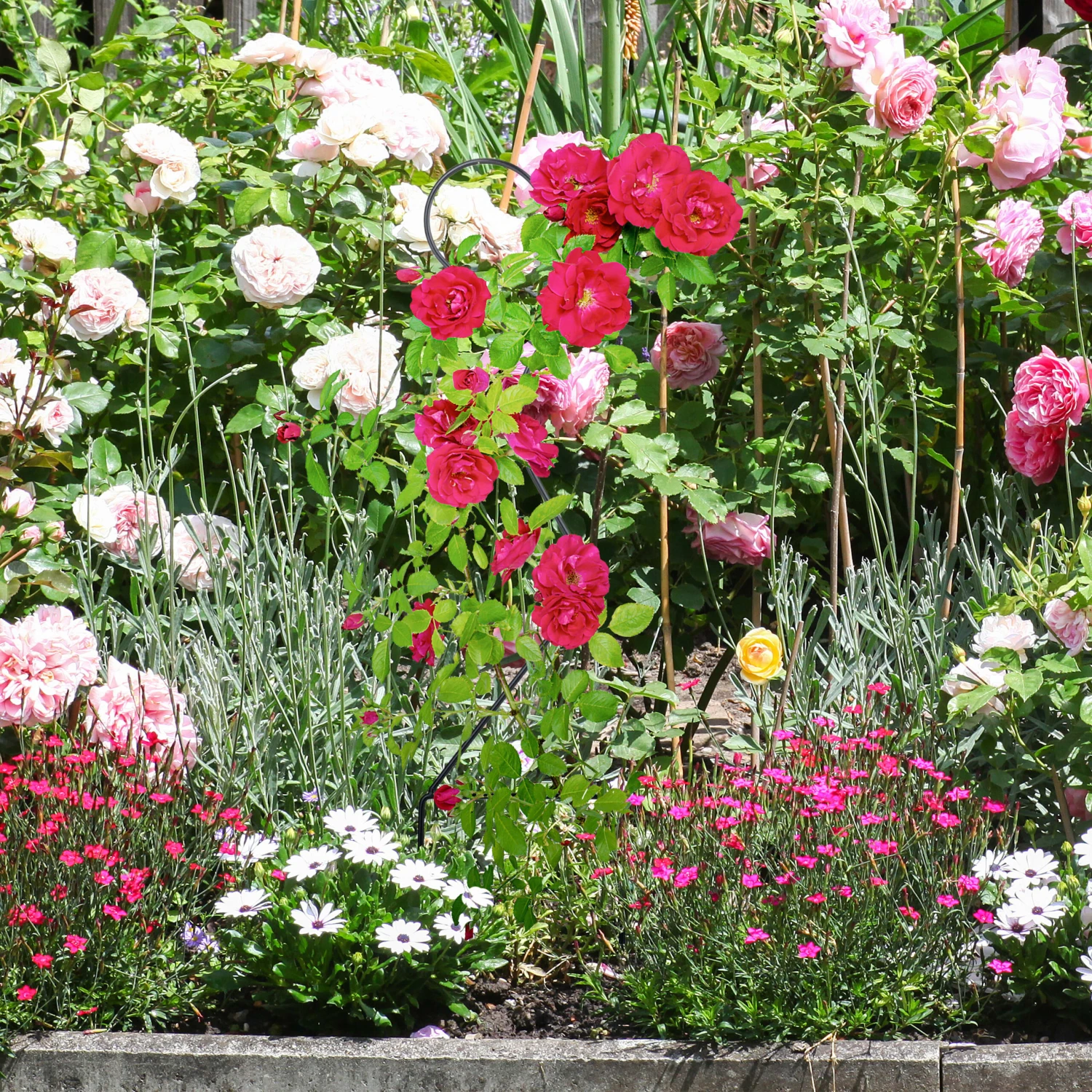 4 X Rankhilfe "Herz" In Schwarz 7 4 X Rankhilfe "Herz" In Schwarz – Bild 5