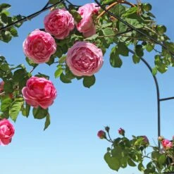 Rosenbogen In Schwarz - (B)140 X (H)255 X (T)38 Cm 14 Rosenbogen In Schwarz - (B)140 X (H)255 X (T)38 Cm -Allgemeiner Haushaltswarenladen relaxdays rosenbogen in schwarz b 140 x h 255 x t 38 cm 4