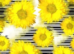 Tischsets I Platzsets "Sonnenblumen" (L)32 X (B)44