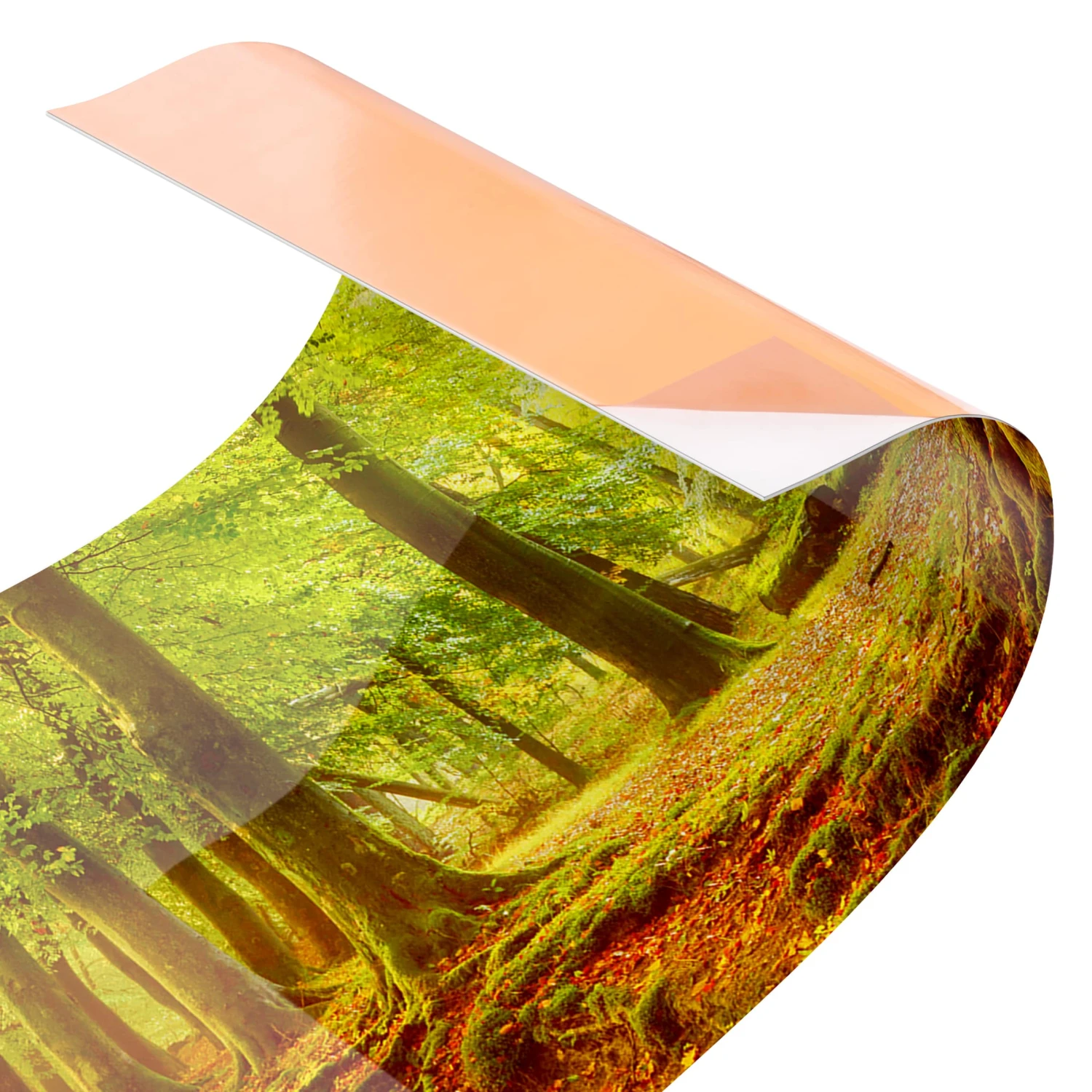 Küchenrückwand - Herbstwald In Orange 7 Küchenrückwand - Herbstwald In Orange – Bild 5