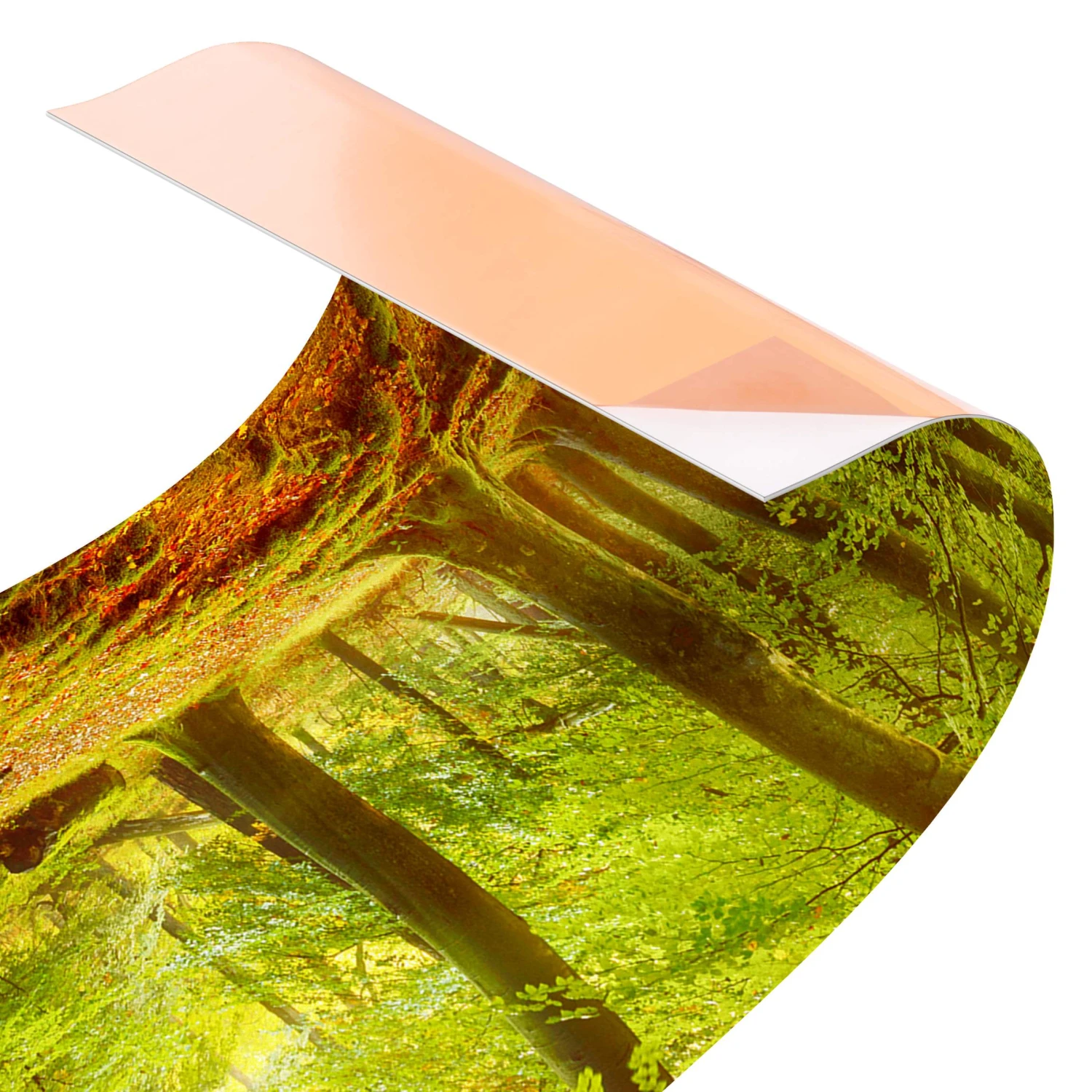 Küchenrückwand - Herbstwald In Orange 8 Küchenrückwand - Herbstwald In Orange – Bild 6