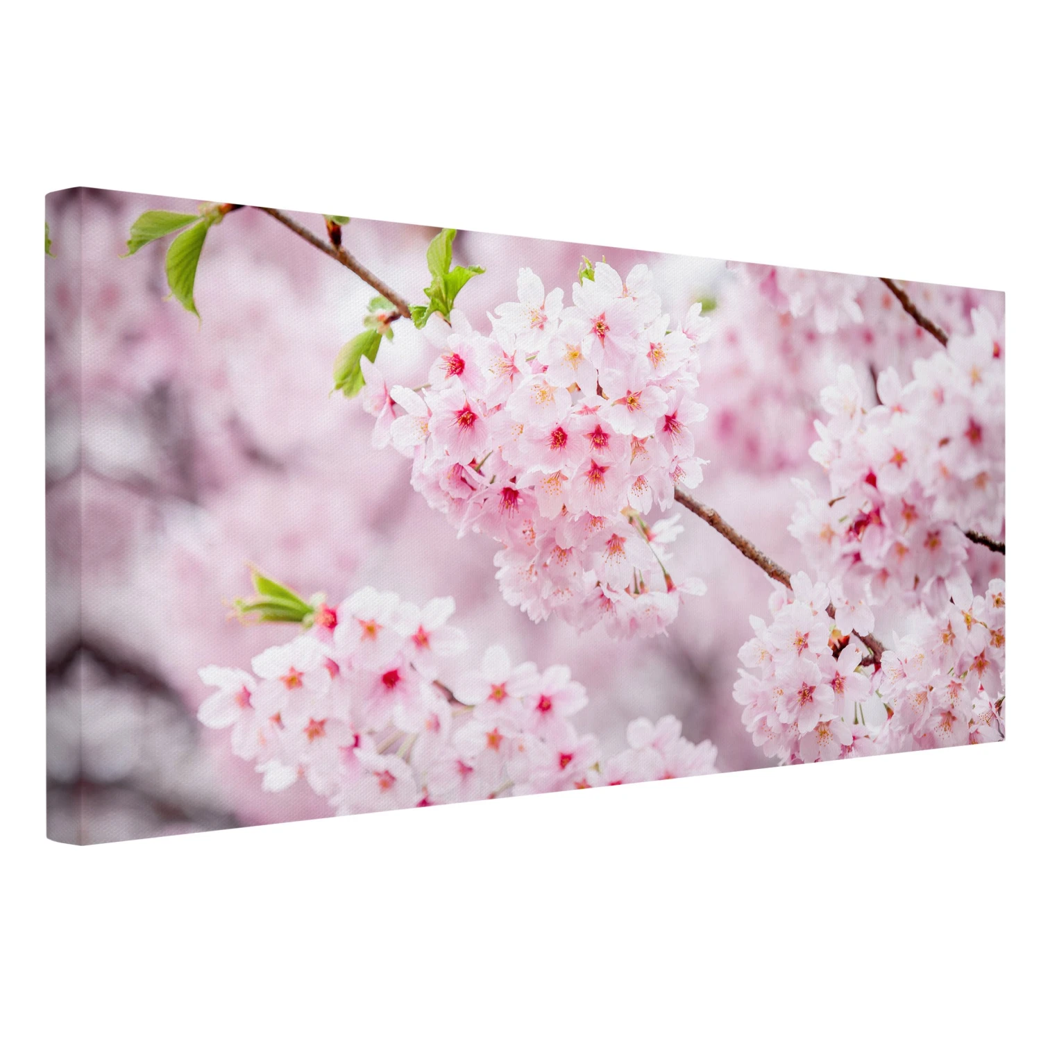 Leinwandbild - Japanische Kirschblüten In Rosa 7 Leinwandbild - Japanische Kirschblüten In Rosa – Bild 5
