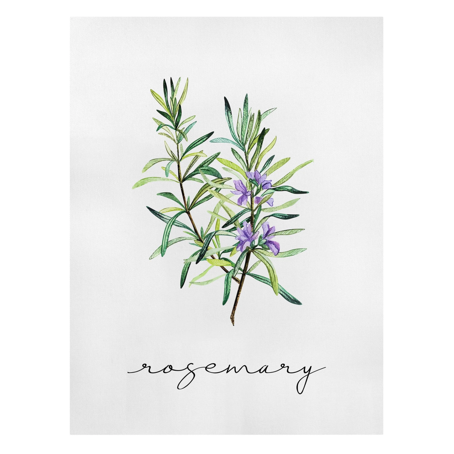 Leinwandbild - Kräuter Illustration Rosmarin In Grün 3 Leinwandbild - Kräuter Illustration Rosmarin In Grün